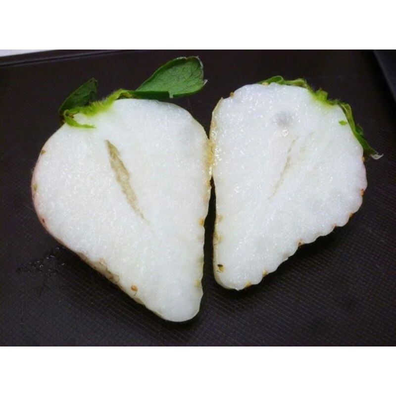 Cây Dâu Tây Bạch Tuyết Ngọc Trai Giống Cấy Mô Chậu To