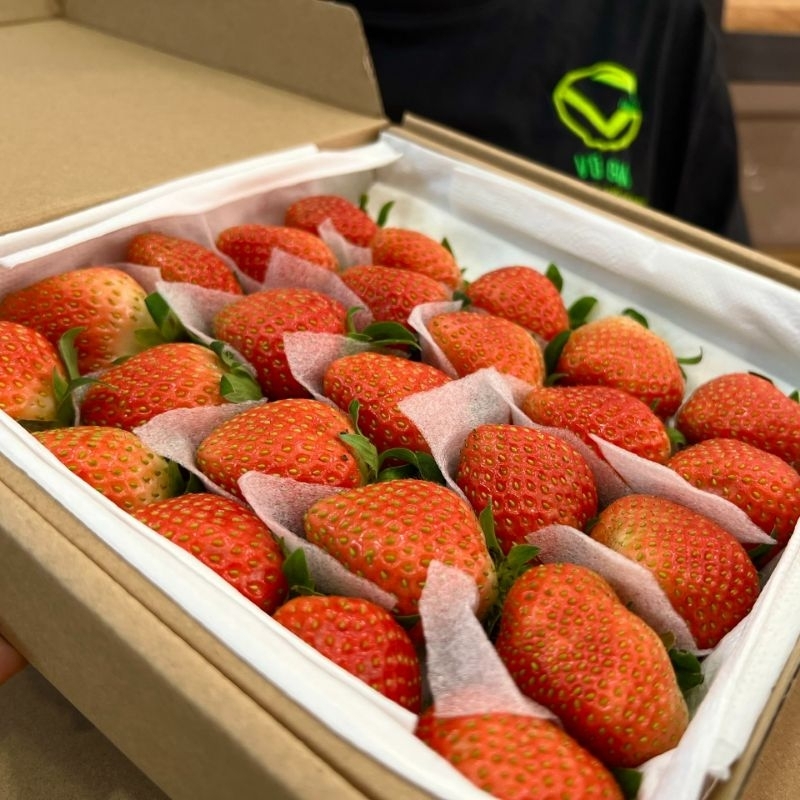 Cây Dâu Tây Sachi Giống Cấy Mô Chậu To