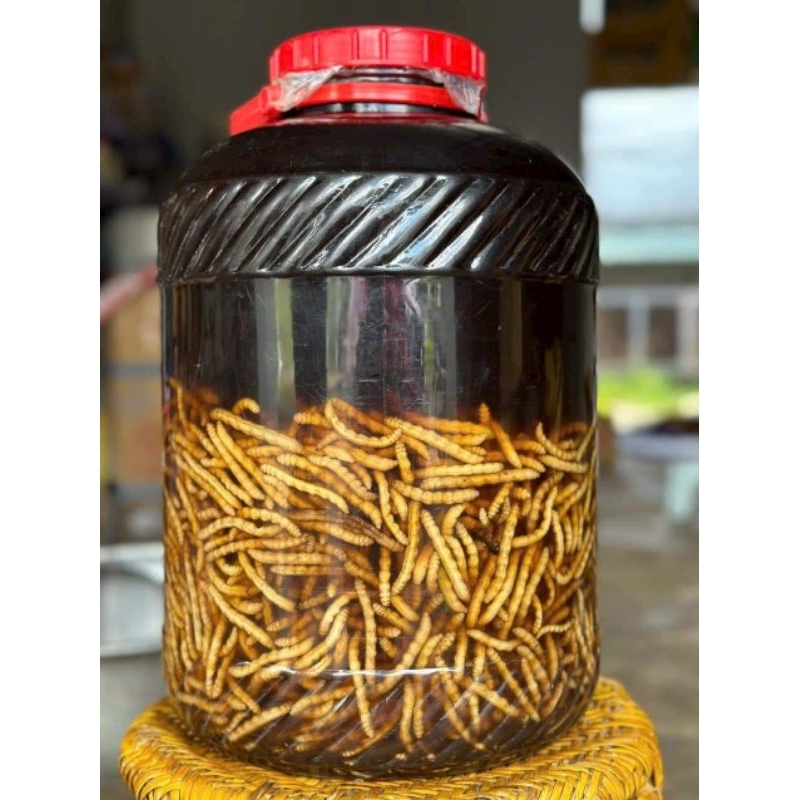 100 sâu chít đang vào vụ .