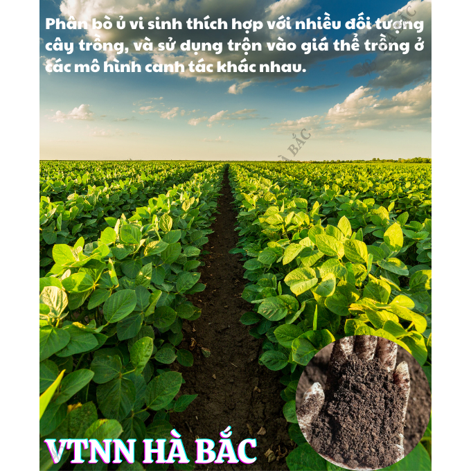 Phân Bò Ủ Vi Sinh - Phân Ủ Hoai SFARM Loại 25KG, Thích Hợp Cho Mọi Loại Cây Trồng