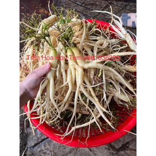 Sâm dây ngọc linh 10 củ/kg