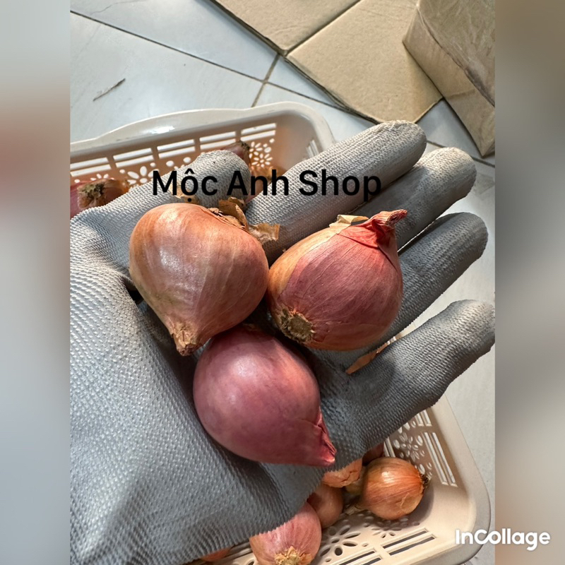 1 Hành khô - Hành cô đơn 1 nhánh, hành ta thơm ngon