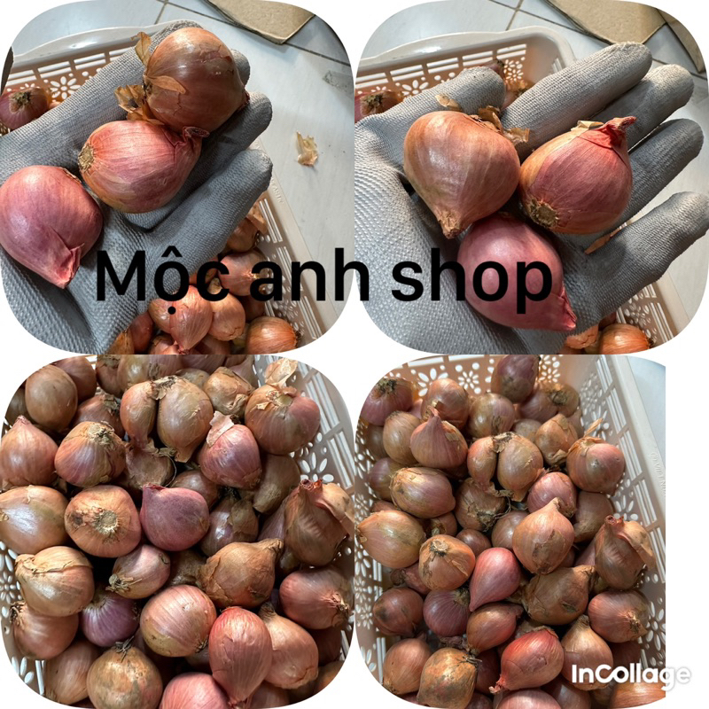 1 Hành khô - Hành cô đơn 1 nhánh, hành ta thơm ngon