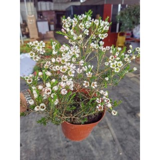 Chậu hoa thanh liễu giá cực rẻ_giá sỉ từ 1 chậu