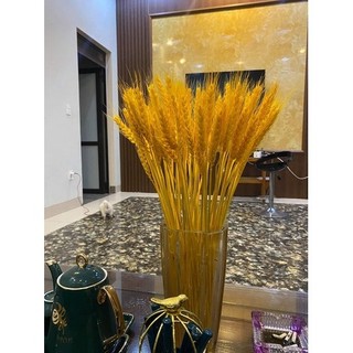 Bó 100 bông lúa mạch tài lộc may mắn