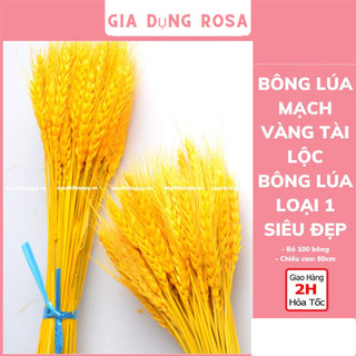 Bó 100 bông lúa mạch tài lộc may mắn