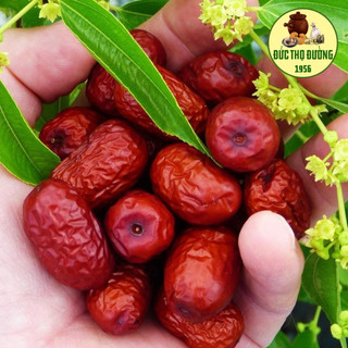 Táo Đỏ - Sấy Khô 100g