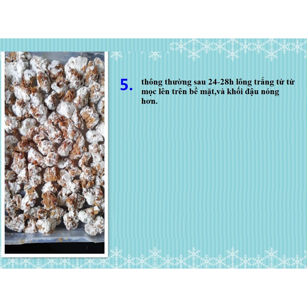 Men koji lên men đậu hạt làm tương