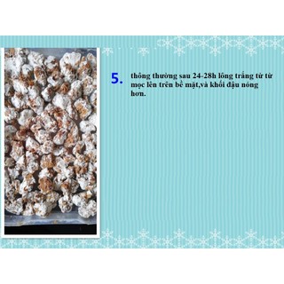 Men koji Aspergillus oryzae màu xanh trung quốc  lên men đậu hạt làm tương