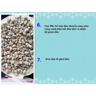 Men koji Aspergillus oryzae màu xanh trung quốc  lên men đậu hạt làm tương