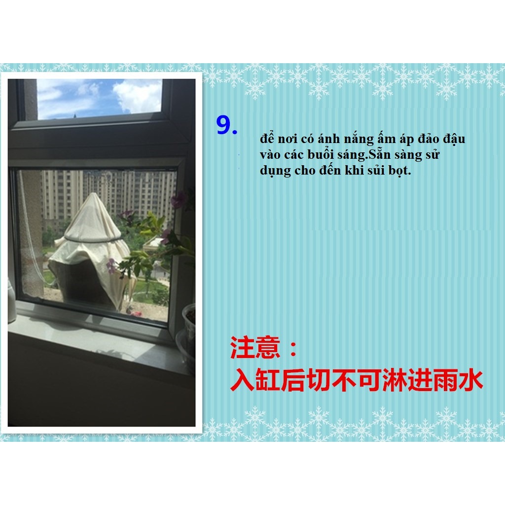 Men koji lên men đậu hạt làm tương