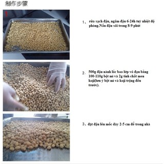 Men koji Aspergillus oryzae màu xanh trung quốc  lên men đậu hạt làm tương