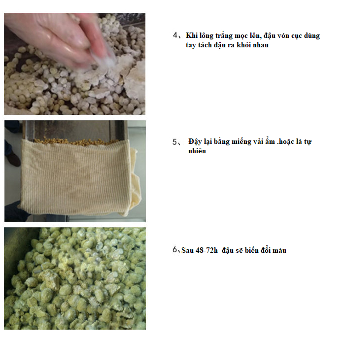 Men koji lên men đậu hạt làm tương