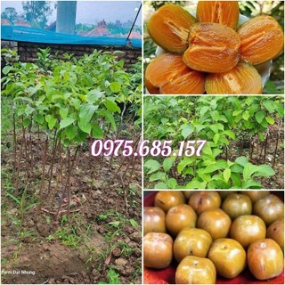 Cây giống Hồng Da Tre