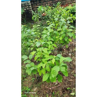 cây giống Hồng Da Tre ( cây ghép chuẩn giống F1) hồng da tre thái nguyên