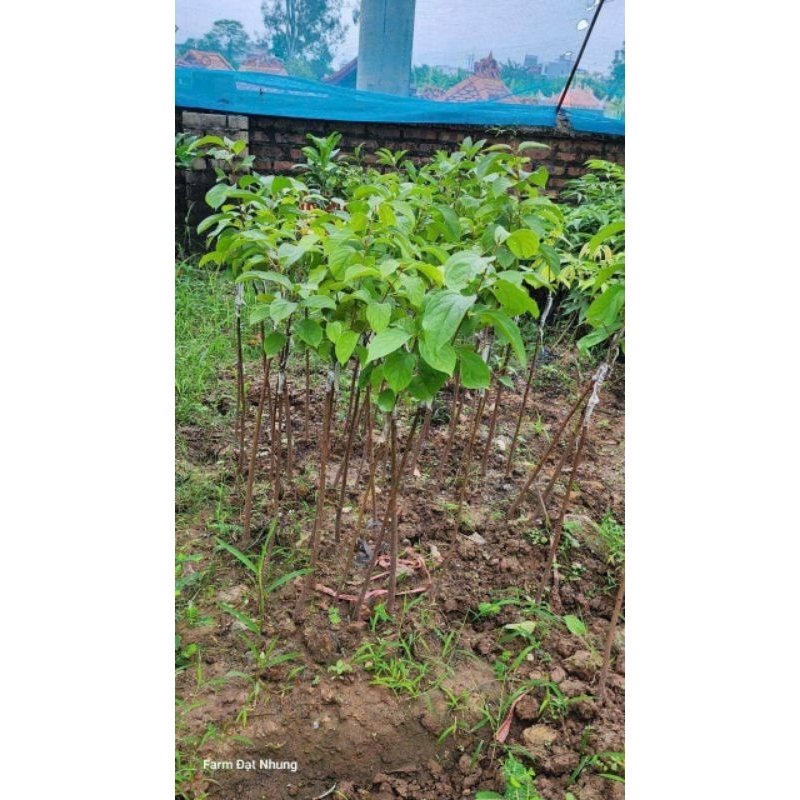 Cây giống Hồng Da Tre