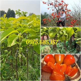 Cây Hồng đỏ nhân hậu