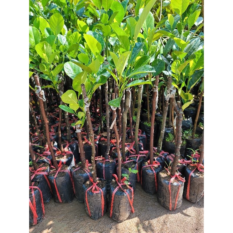 Cây MÍT RUỘT ĐỎ