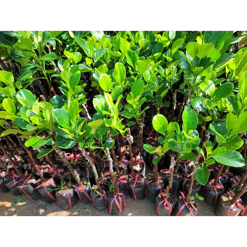 Cây MÍT RUỘT ĐỎ