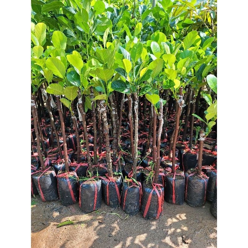 Cây MÍT RUỘT ĐỎ