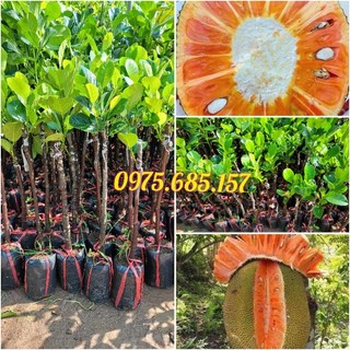 Cây mít ruột đỏ , mít ruột đỏ indo lá bầu, giống tốt