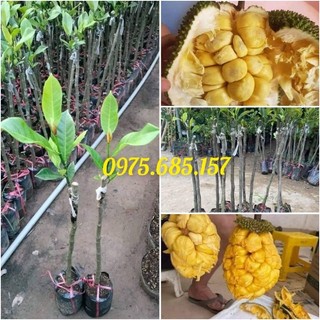 Cây mít tố nữ