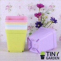Tiểu cảnh, chậu nhựa, terrarium, tiểu cảnh sen đá, tiểu cảnh mini