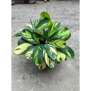 Cây đuôi công - cây đuôi công cẩm thạch Cao 25cm trang trí sân vườn nhiệt đới, văn phòng làm việc