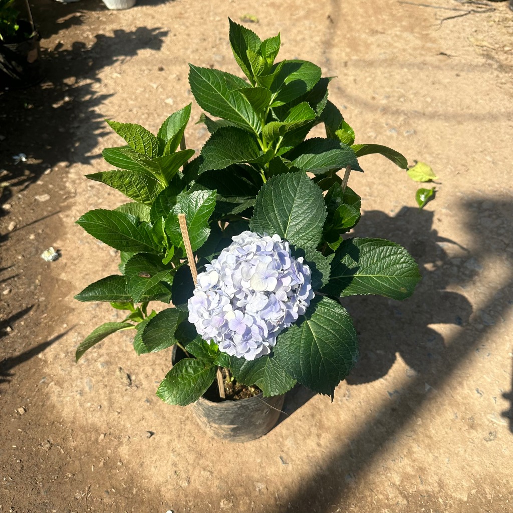 Cây cẩm tú cầu - hoa cẩm tú cầu Cao 40cm hoa nở bắt mắt trang trí sân vườn