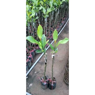 Cây Mít Tố NỮ ( cây ghép, chuẩn giống - nhanh ra trái )