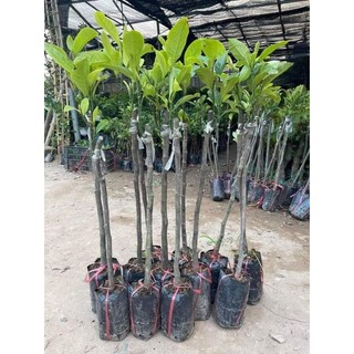 Cây Mít Tố NỮ ( cây ghép, chuẩn giống - nhanh ra trái )