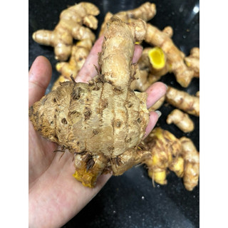 CỦ MAI GANG