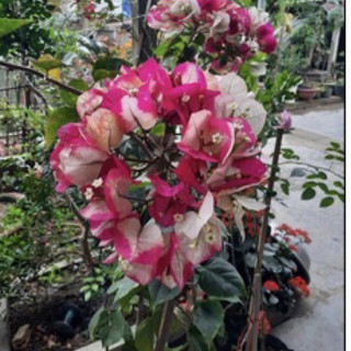 Hoa giấy đổi màu ấn độ