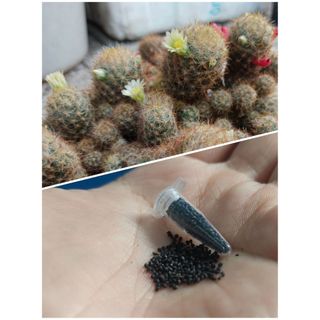 1000 Hạt Xương rồng mammi bụi hoa vàng nhạt, đầy ống hạt nhà làm - Mammillaria prolifera.