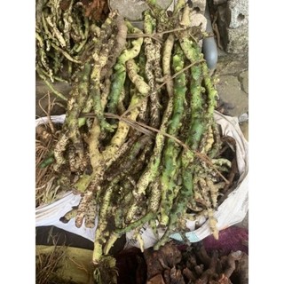 (1kg hàng tươi)Cốt bổ toái xanh hay còn gọi tắc kè đá xanh