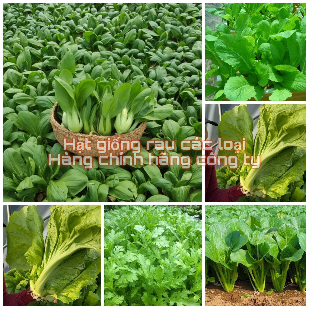 Hạt giống Rau Cải các loại, Rau ăn lá nảy mầm cực tốt (Hạt giống chính hãng công ty đóng gói)