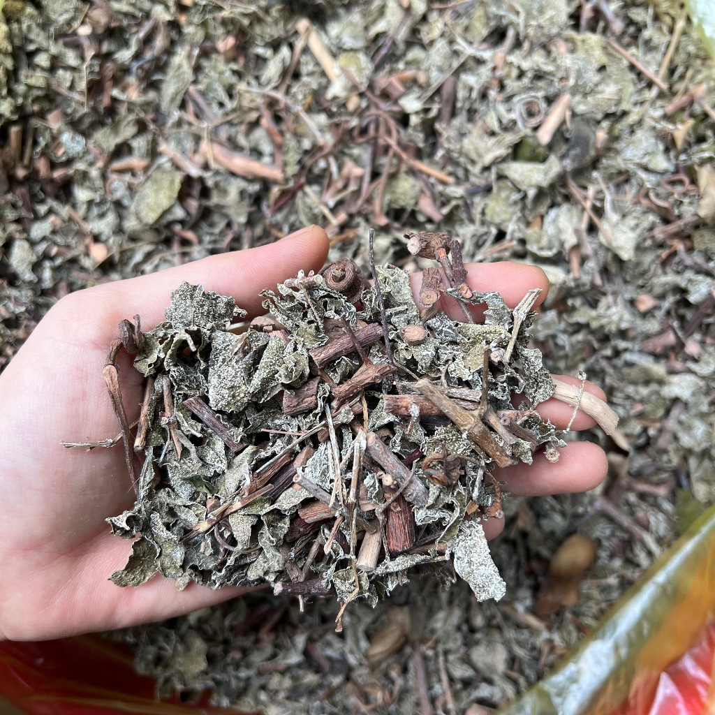 Chè Dây, Trà Dây trị Đau Dạ Dày, viêm loét dạ dày,hp loại Đặc Biệt