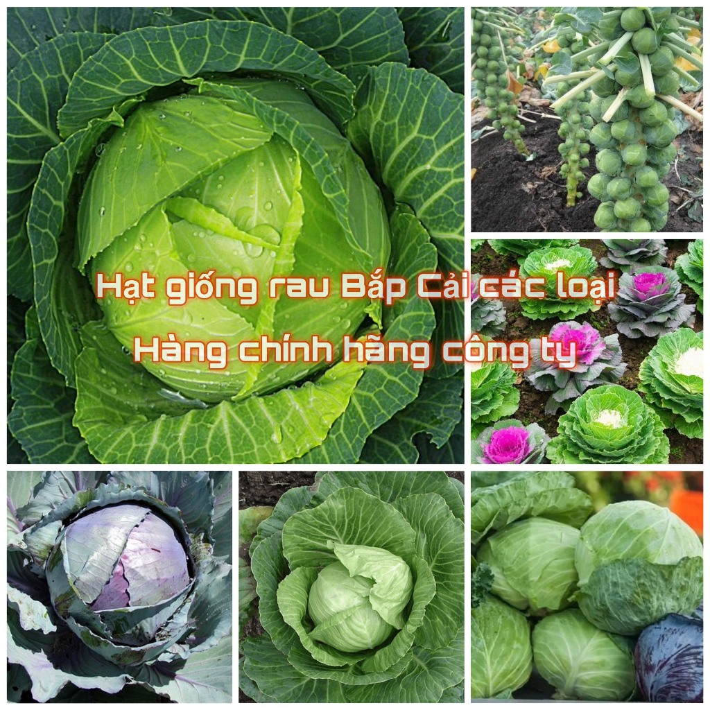 Hạt giống bắp cải các loại, nảy mầm tốt (Hạt giống chính hãng công ty đóng gói)