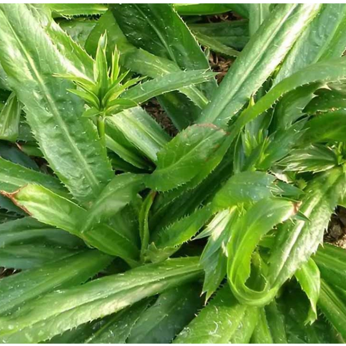 Hạt giống Rau thơm, Rau mùi các loại trồng quanh năm nảy mầm tốt