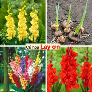 Củ hoa lay ơn - hoa tết, siêu bông