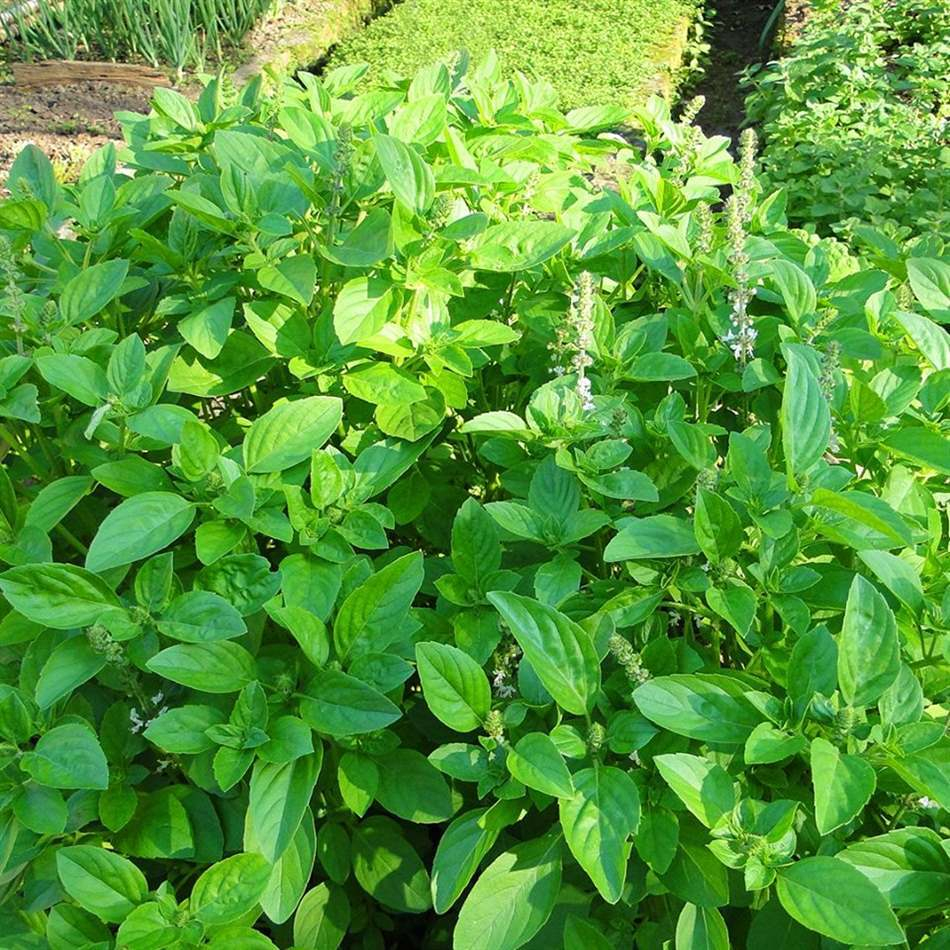 Hạt giống Rau thơm, Rau mùi các loại trồng quanh năm nảy mầm tốt