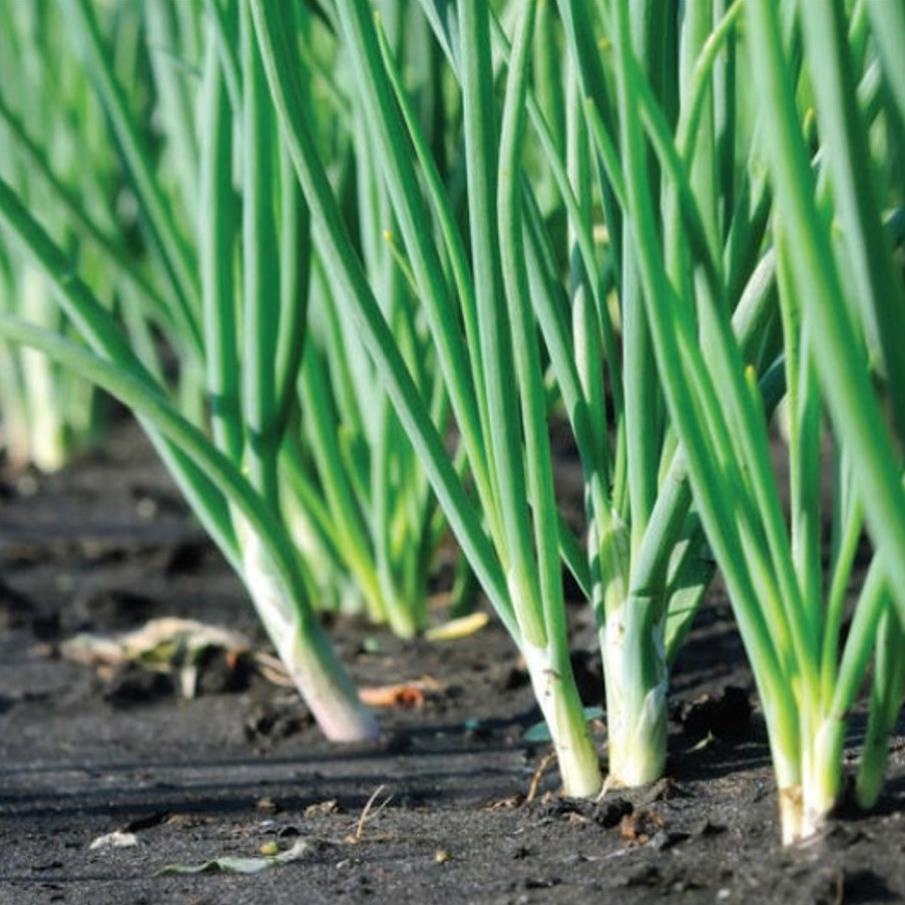 Hạt giống Rau thơm, Rau mùi các loại trồng quanh năm nảy mầm tốt