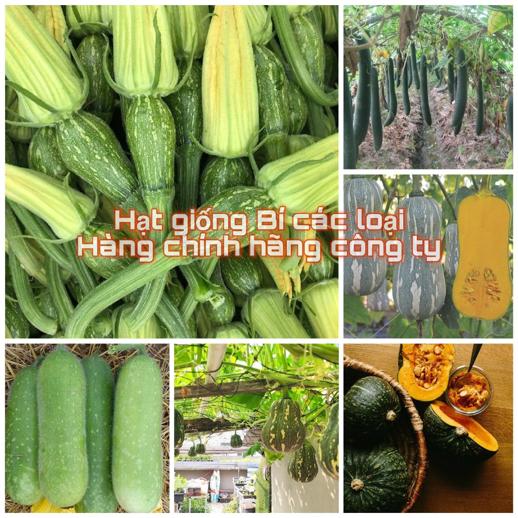 Hạt giống Bí các loại nảy mầm tốt (Hạt giống chính hãng công ty đóng gói)
