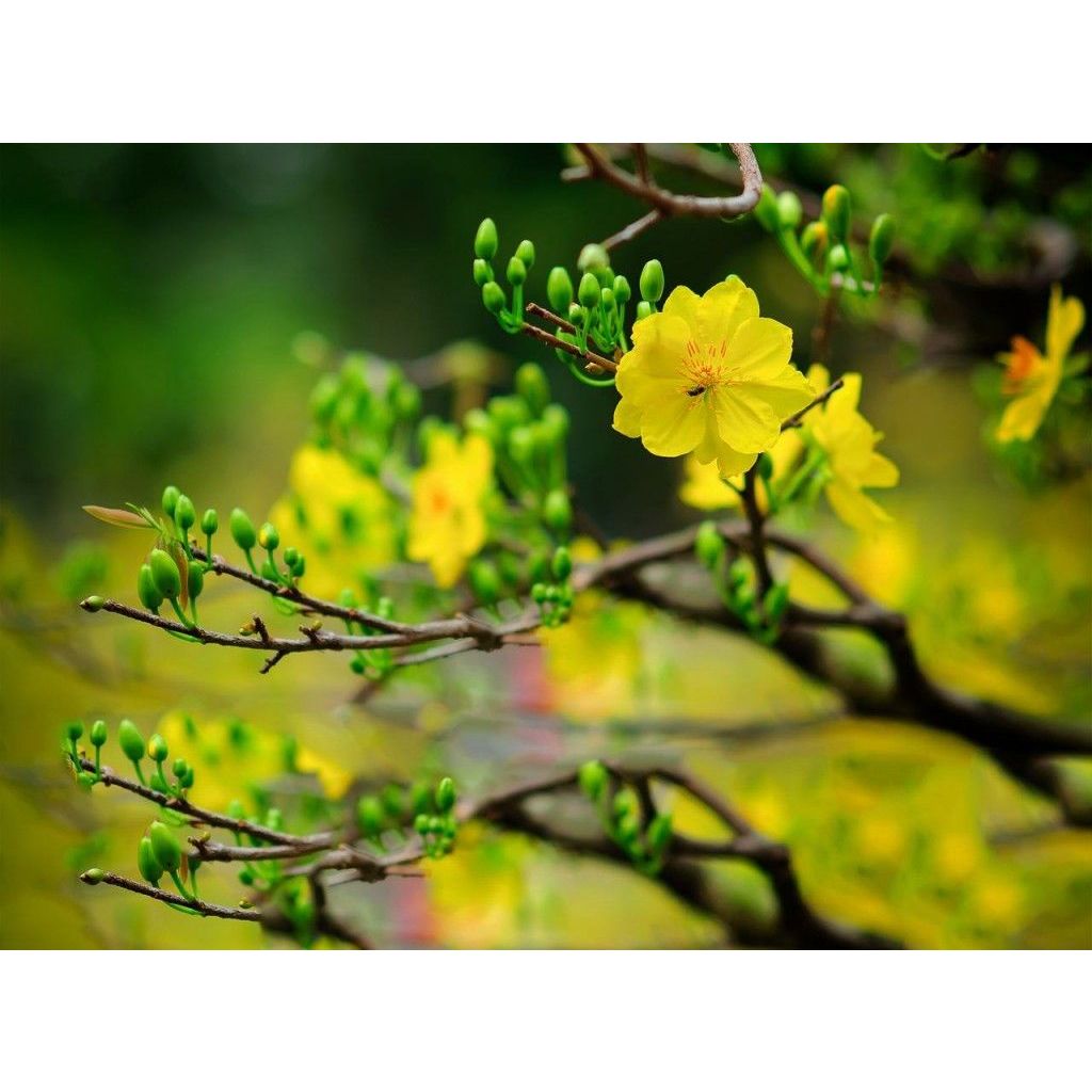 MKP: 0-52-34+TE CHUYÊN KÍCH THÍCH RA HOA.