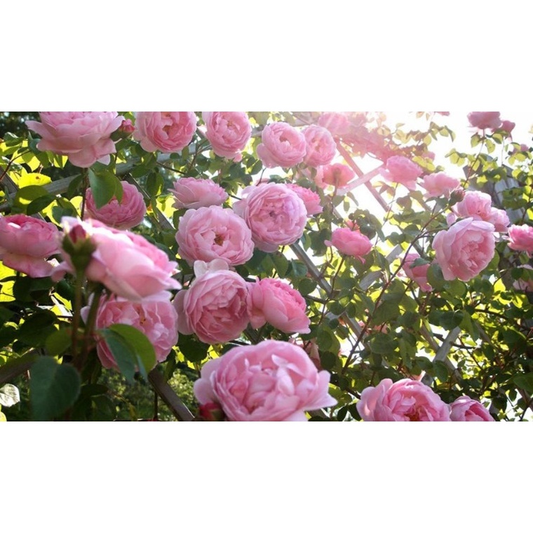 MKP: 0-52-34+TE CHUYÊN KÍCH THÍCH RA HOA.