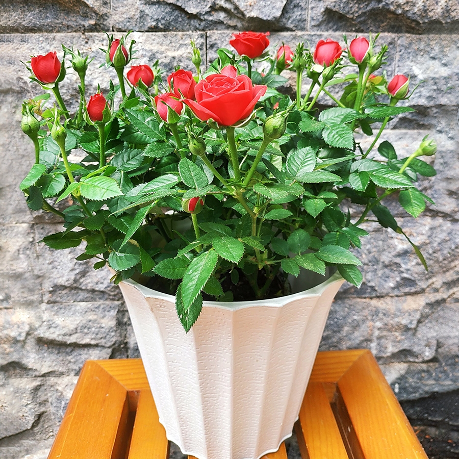 MKP: 0-52-34+TE CHUYÊN KÍCH THÍCH RA HOA.