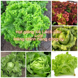 Hạt giống Rau Xà Lách F1 các loại nảy mầm tốt (hàng công ty)
