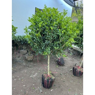 Nguyệt quế thoát thân siêu vip cây to bự tán đẹp vanh 10-13cm