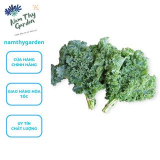 Hạt giống cải xoăn Kale gói 2g, hạt giống cải Kale Hóa Nông