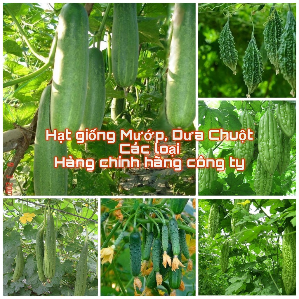 Hạt giống Mướp, Dưa chuột các loại, nảy mầm tốt (Hạt giống chính hãng công ty đóng gói)